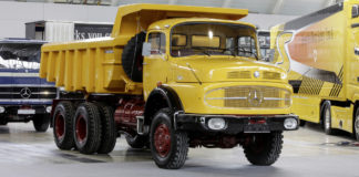 Rövidcsőrű csillag