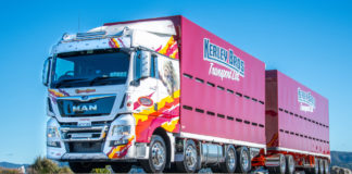 Egzotikus oroszlánok