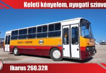 Repülőtéri papagáj